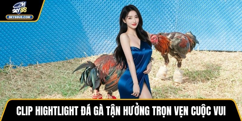 Clip hightlight đá gà tận hưởng trọn vẹn cuộc vui