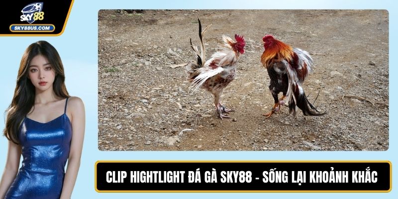Clip Hightlight Đá Gà SKY88 – Sống Lại Khoảnh Khắc
