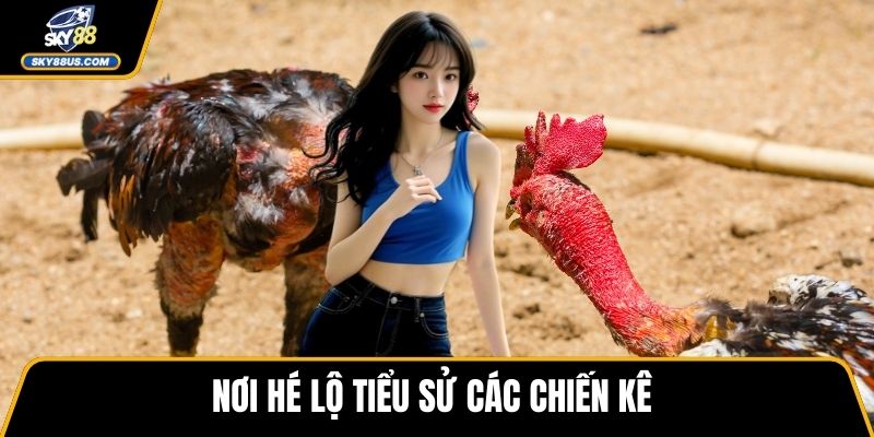 Nơi hé lộ tiểu sử các chiến kê